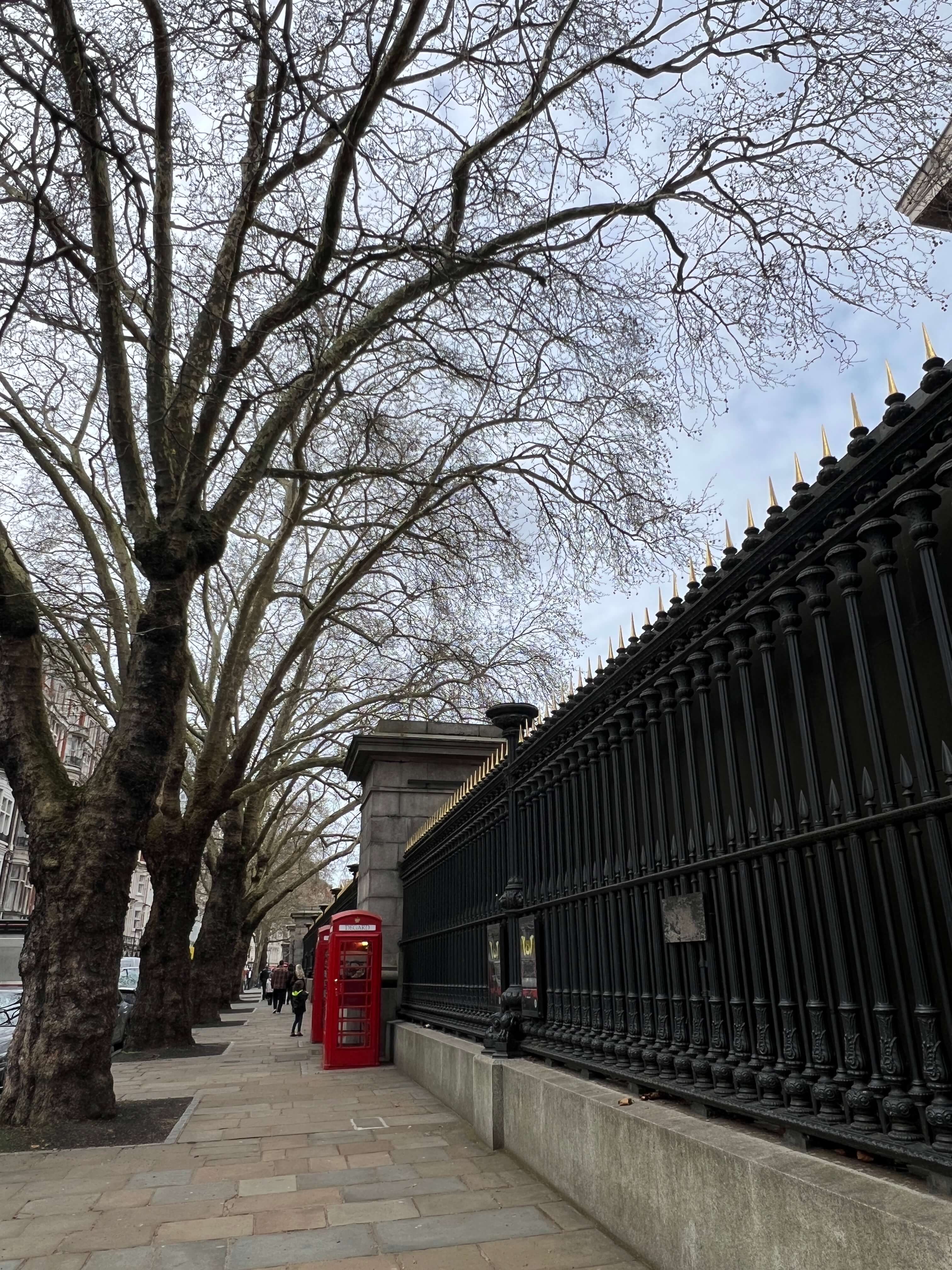 LONDON PLANE TREES OUTSIDE THE BRITISH MUSEUM