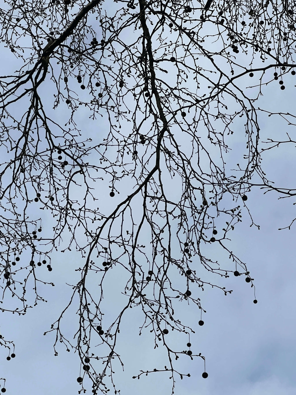 LONDON PLANE TREES OUTSIDE THE BRITISH MUSEUM