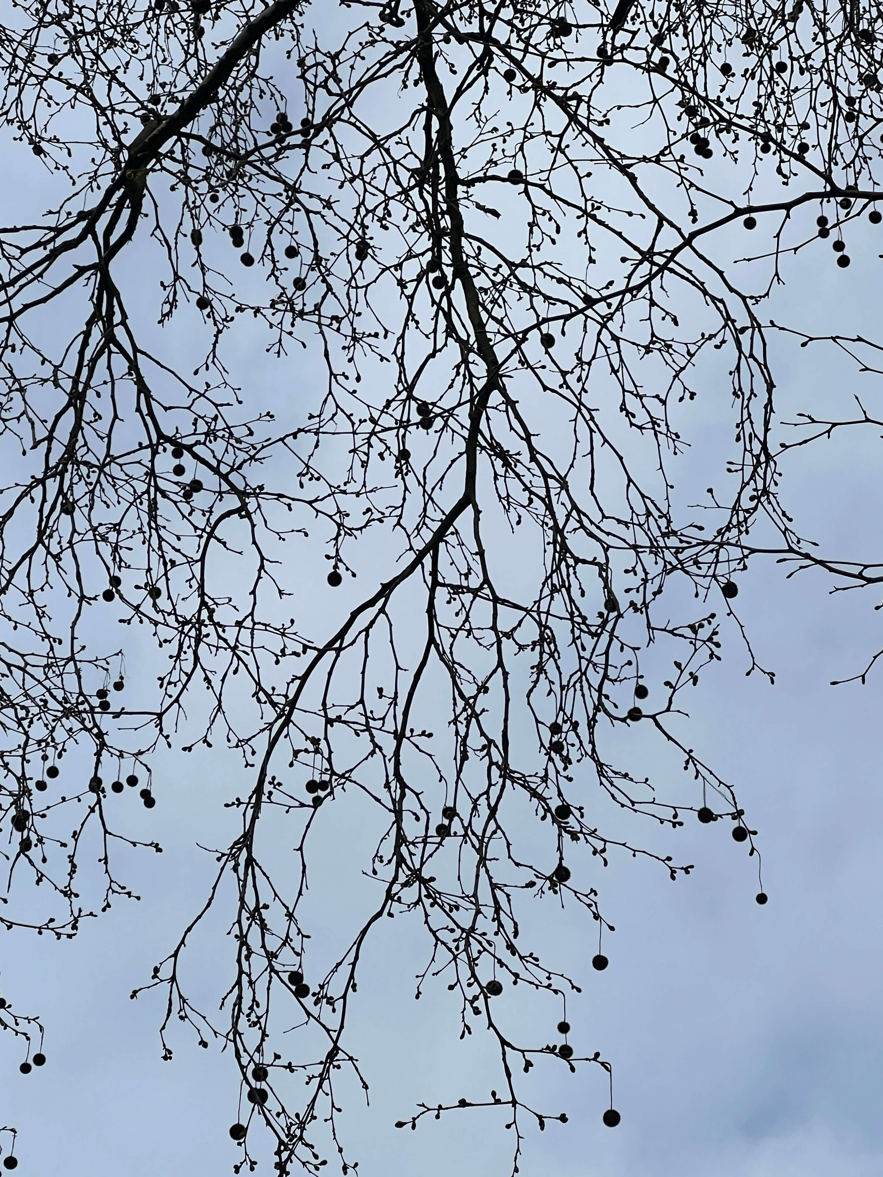 LONDON PLANE TREES OUTSIDE THE BRITISH MUSEUM