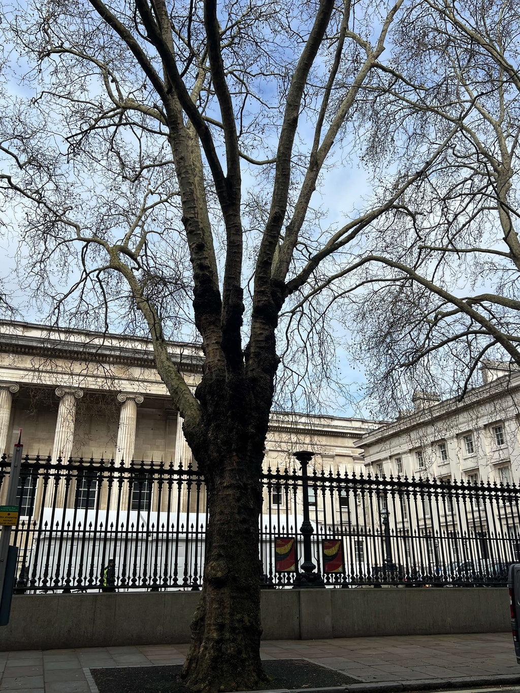LONDON PLANE TREES OUTSIDE THE BRITISH MUSEUM