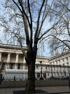 LONDON PLANE TREES OUTSIDE THE BRITISH MUSEUM