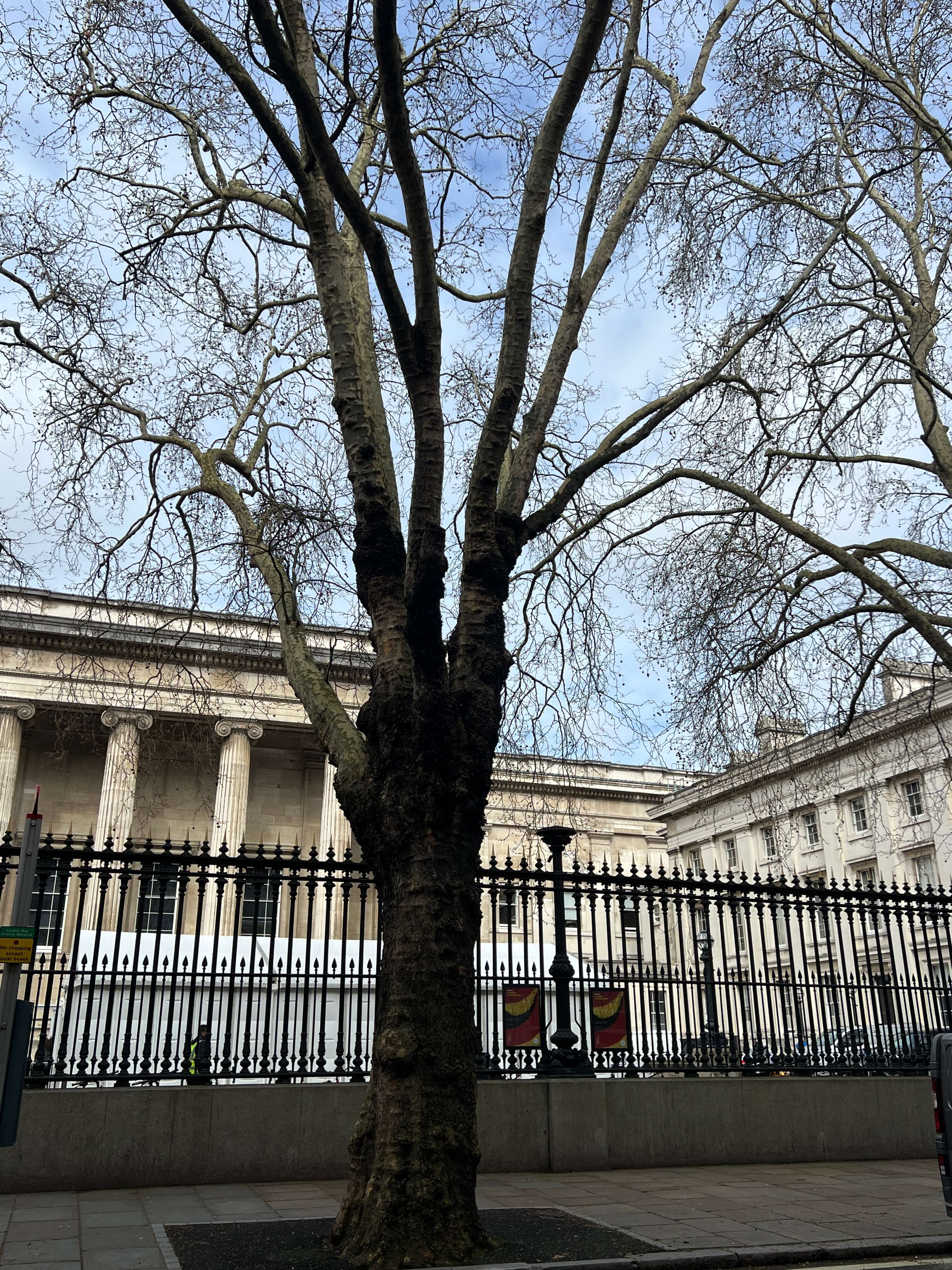 LONDON PLANE TREES OUTSIDE THE BRITISH MUSEUM