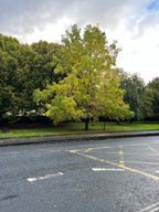 MONOCHROME AUTUMN - BLACK WALNUT