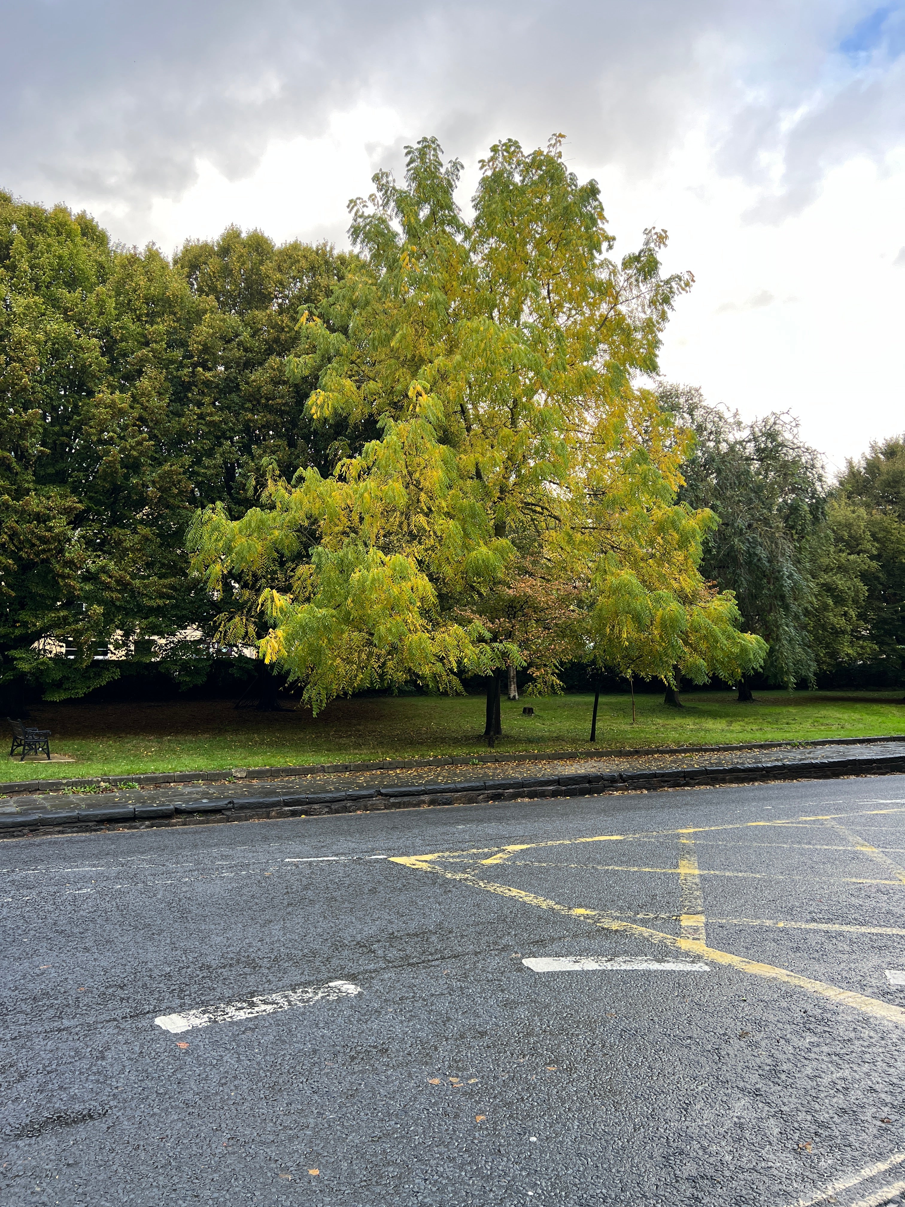 MONOCHROME AUTUMN - BLACK WALNUT