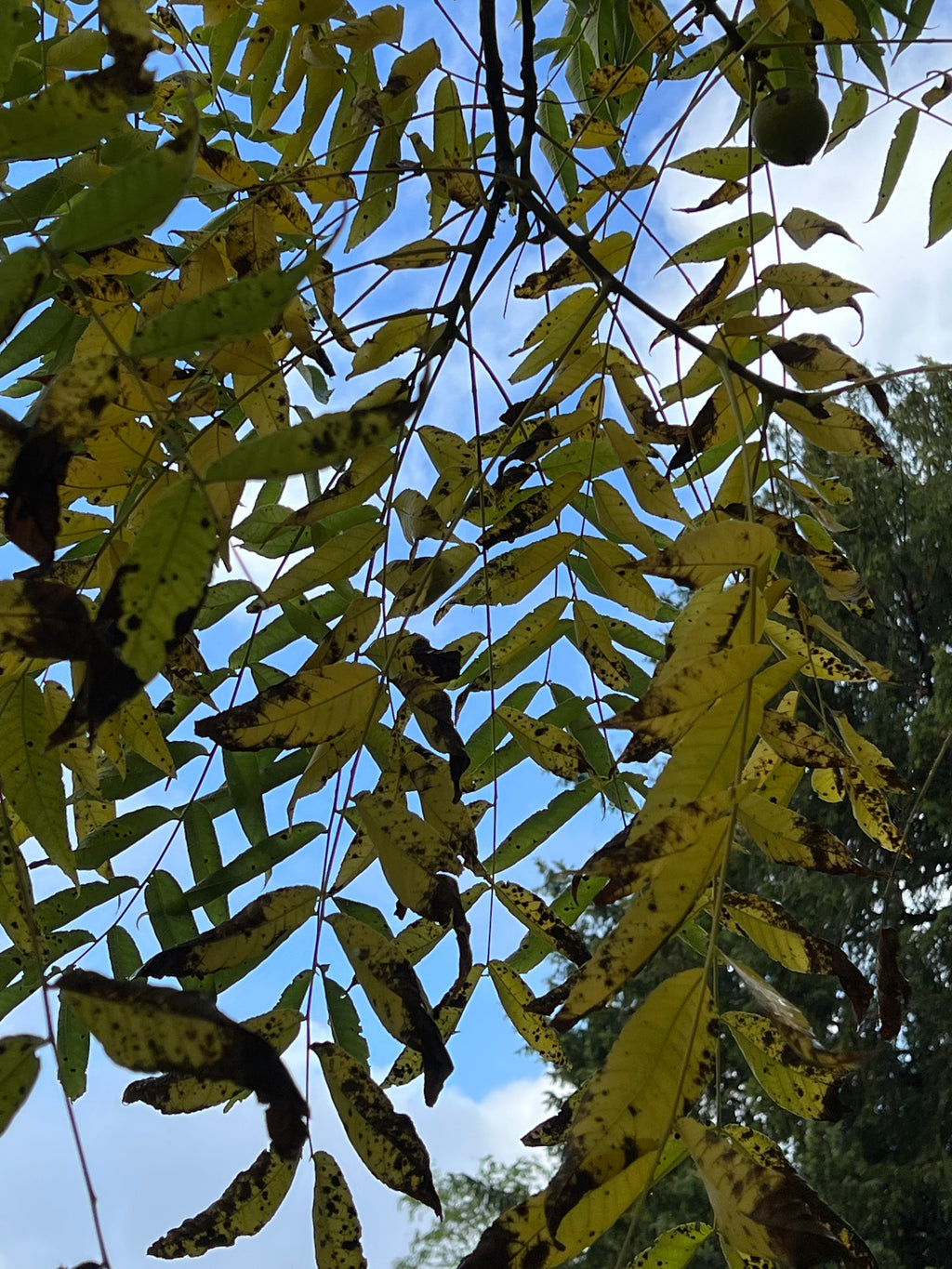 MONOCHROME AUTUMN - BLACK WALNUT