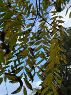 MONOCHROME AUTUMN - BLACK WALNUT