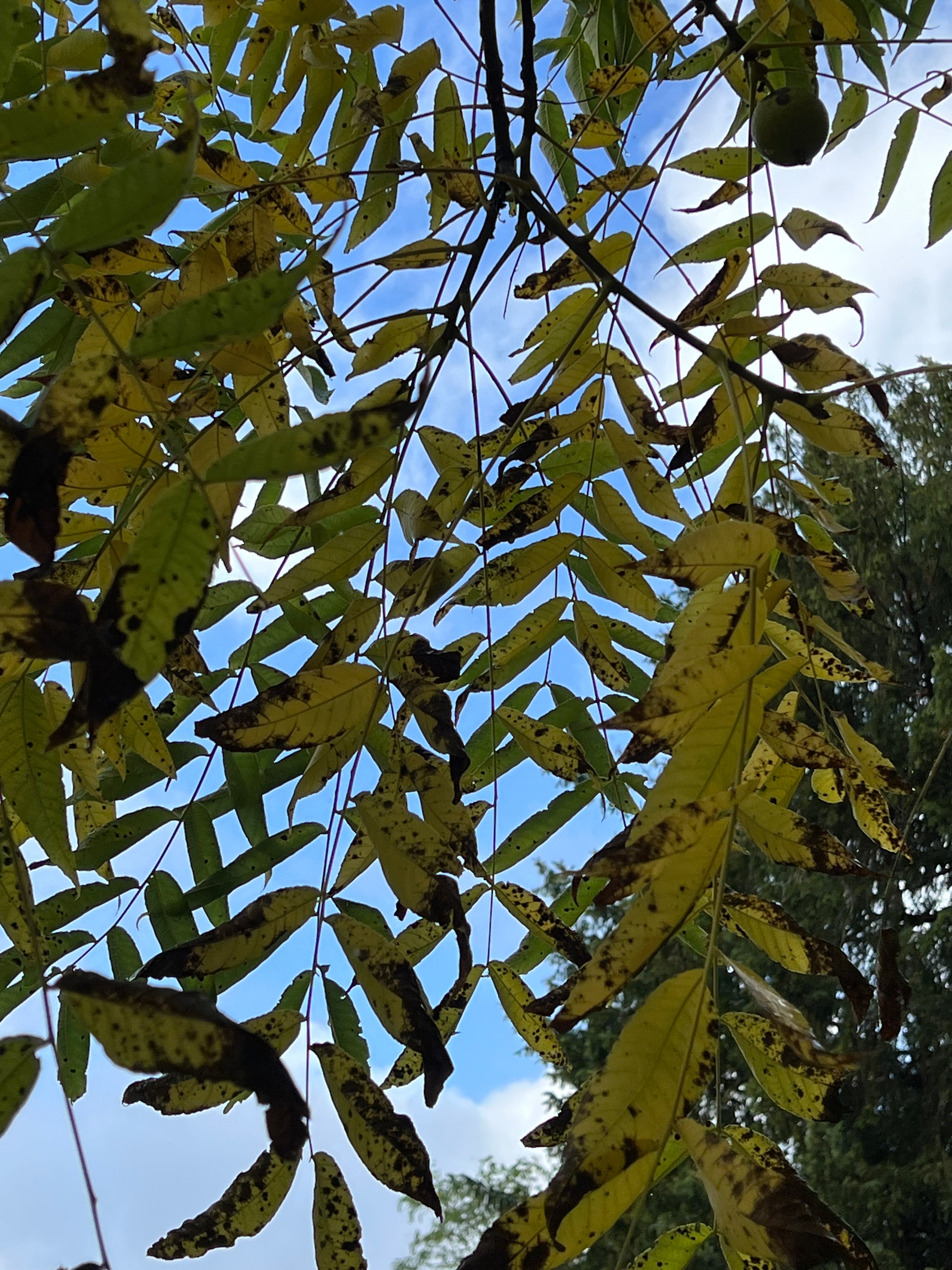 MONOCHROME AUTUMN - BLACK WALNUT
