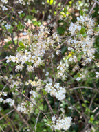 BLACKTHORN FLOWERS BEFORE IT LEAFS