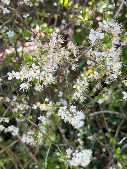 BLACKTHORN FLOWERS BEFORE IT LEAFS