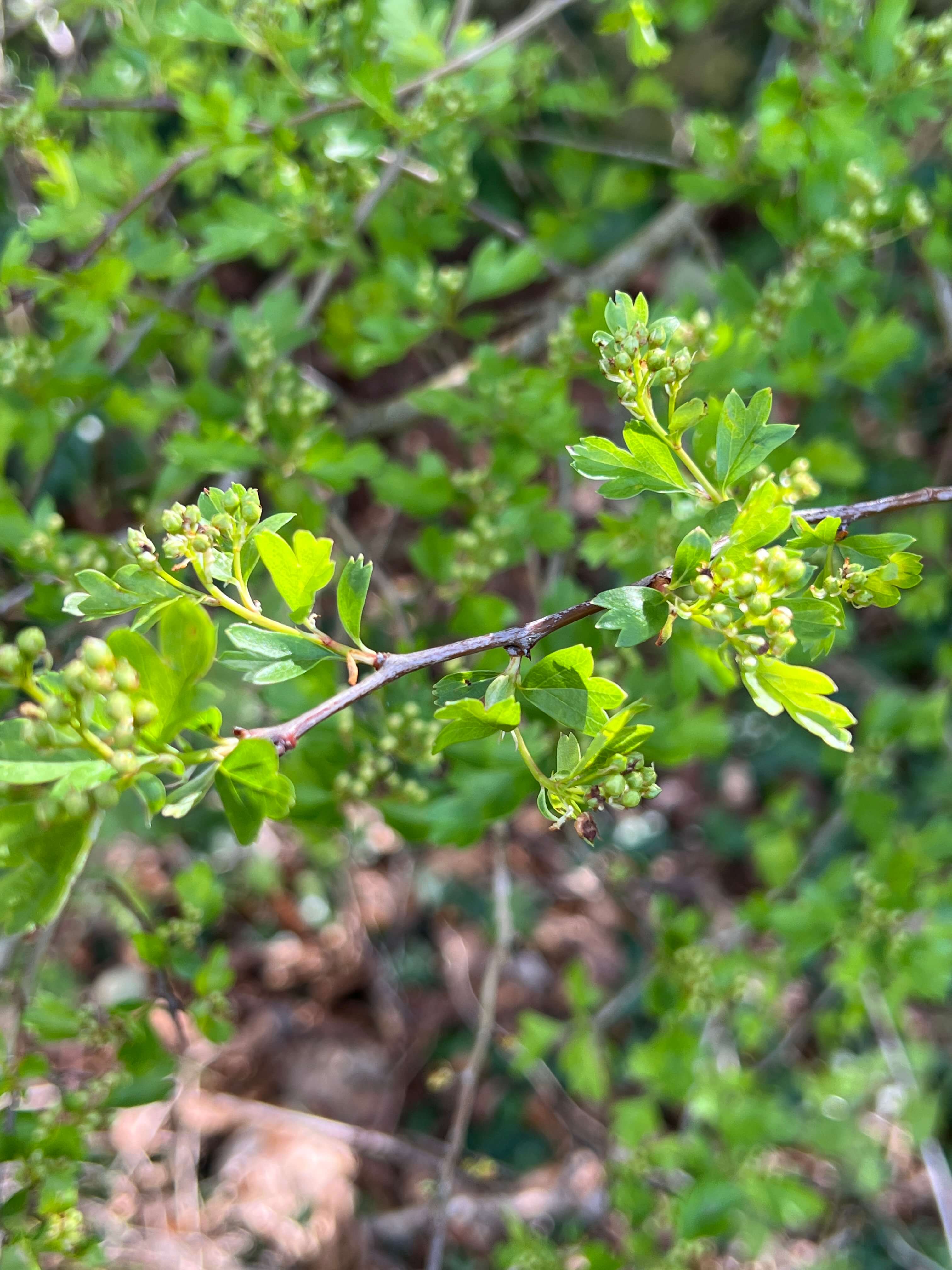 HAWTHORN LEAFS BEFORE IT FLOWERS