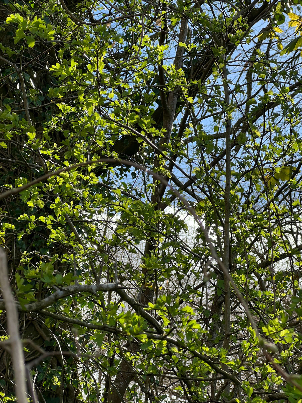 HAWTHORN LEAFS BEFORE IT FLOWERS