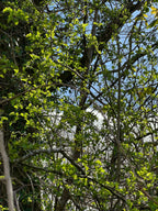 HAWTHORN LEAFS BEFORE IT FLOWERS