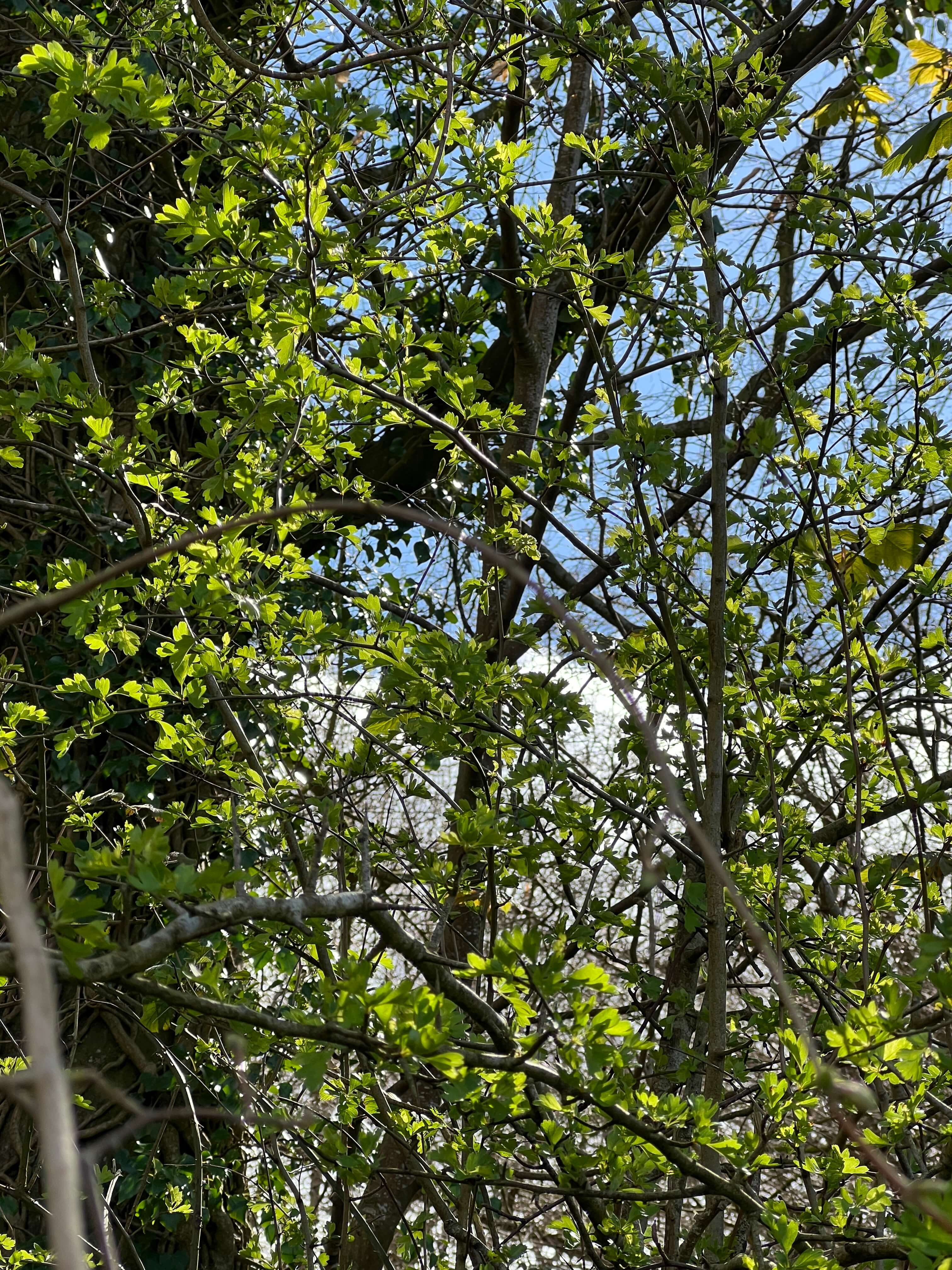 HAWTHORN LEAFS BEFORE IT FLOWERS