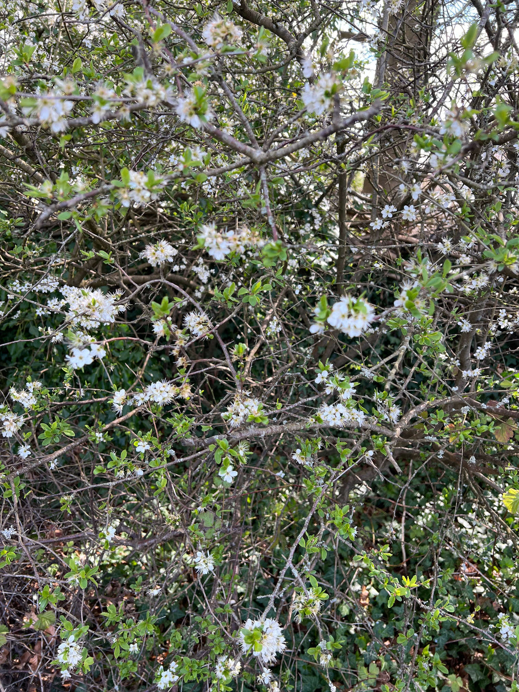 BLACKTHORN FLOWERS BEFORE IT LEAFS