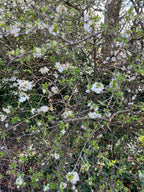 BLACKTHORN FLOWERS BEFORE IT LEAFS