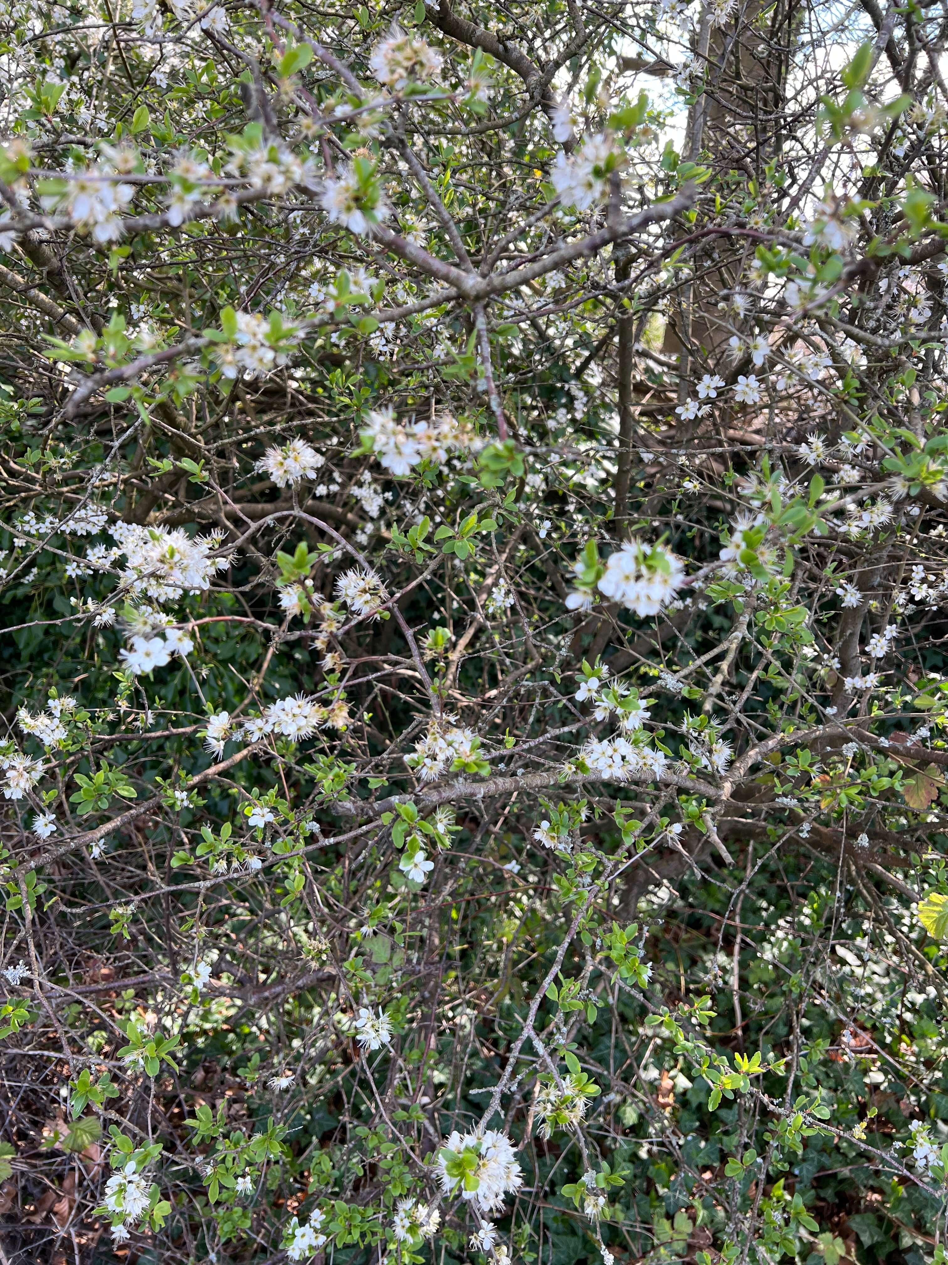 BLACKTHORN FLOWERS BEFORE IT LEAFS