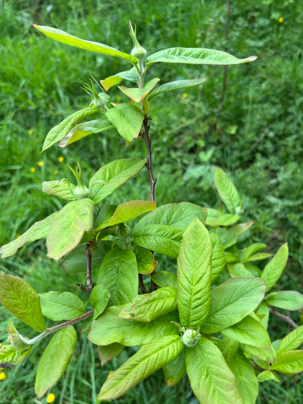 SMALLCOMBE NUTTERY MEDLAR - SPRING