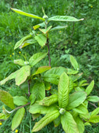 SMALLCOMBE NUTTERY MEDLAR - SPRING