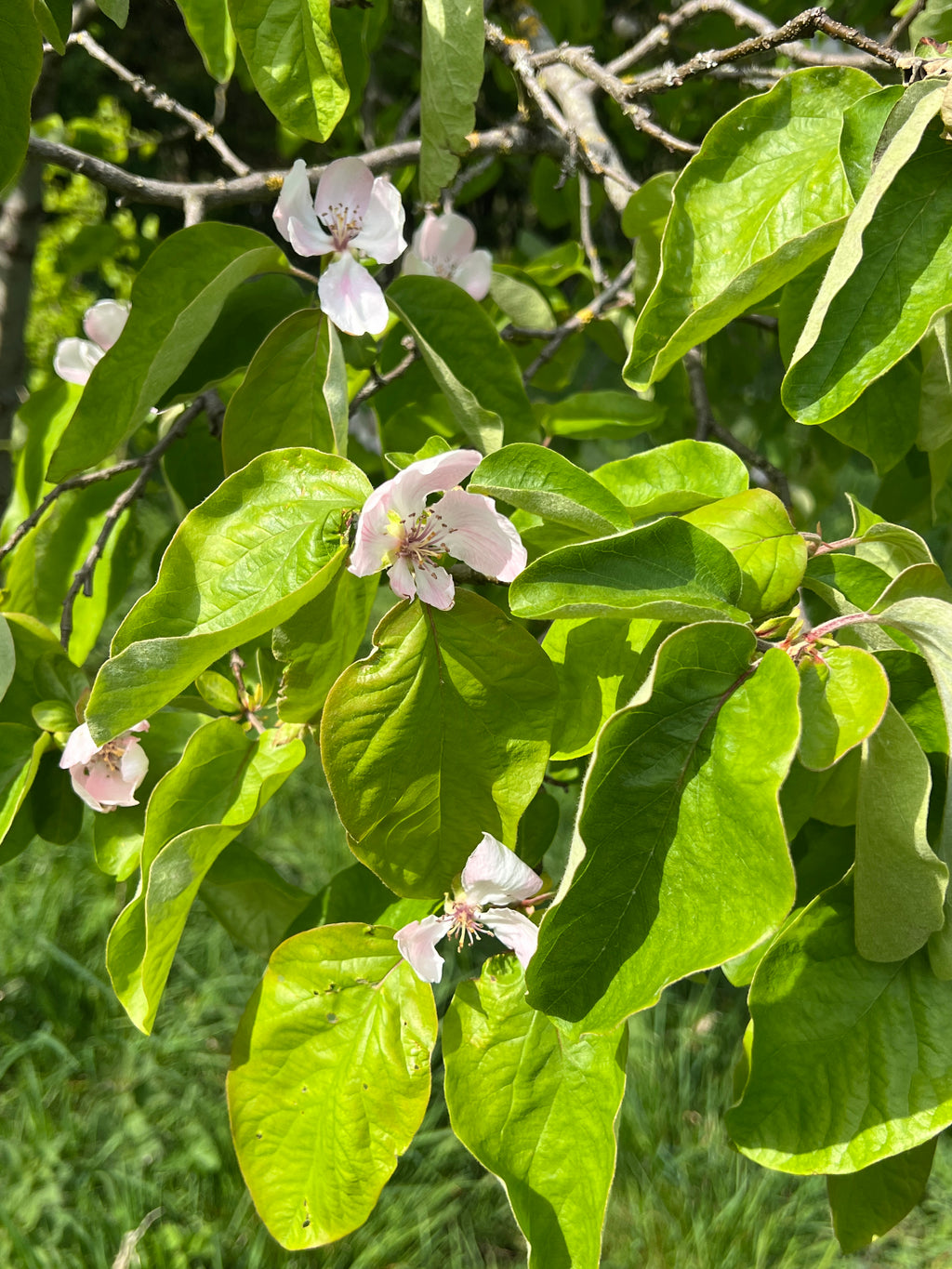 SMALLCOMBE NUTTERY QUINCE - SPRING