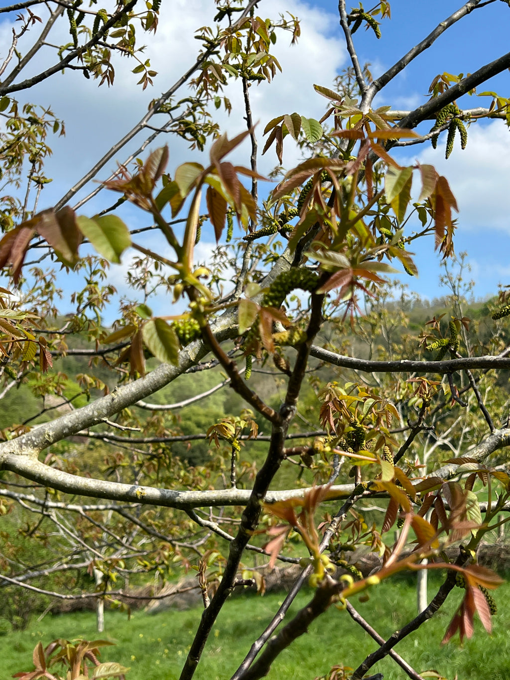 SMALLCOMBE NUTTERY WALNUT - SPRING