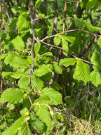 SMALLCOMBE NUTTERY COBNUT - SPRING