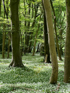 SOFT LEAVES - BEECH