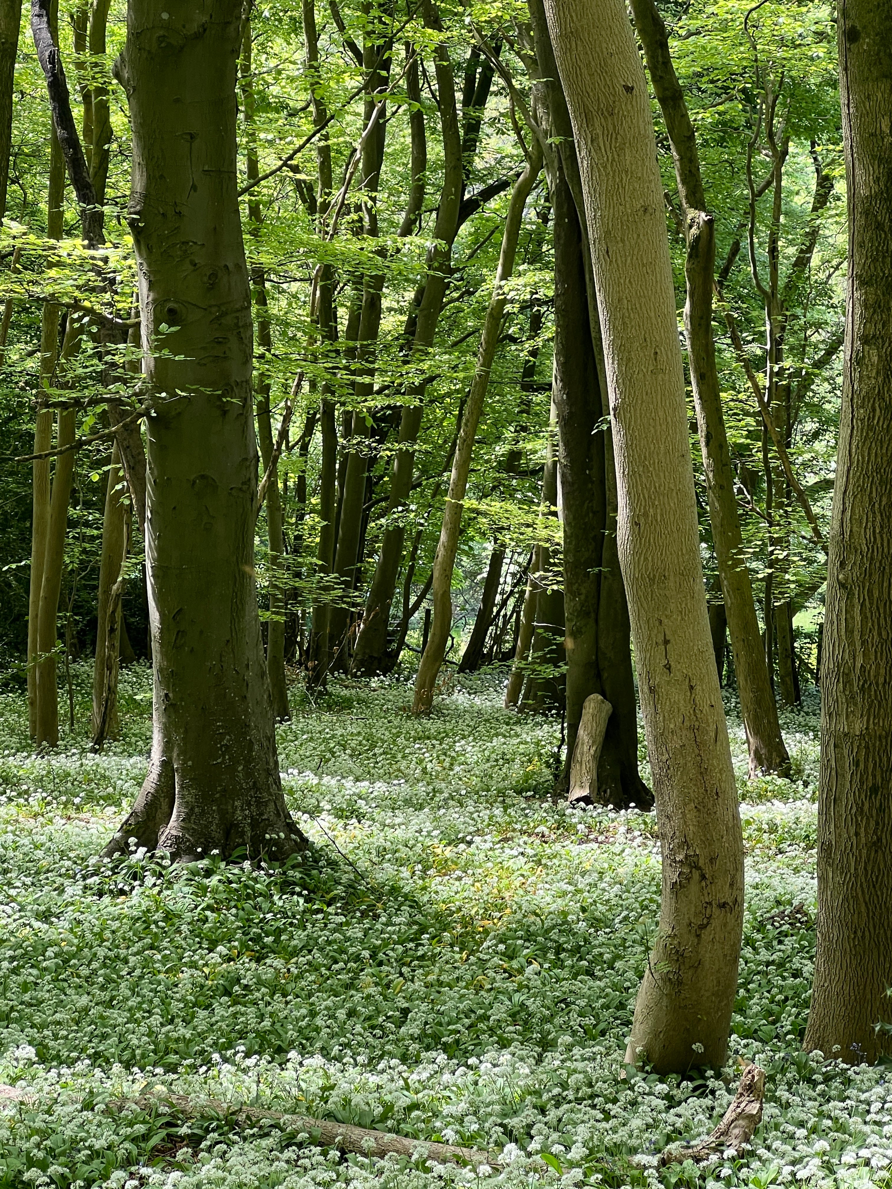 SOFT LEAVES - BEECH
