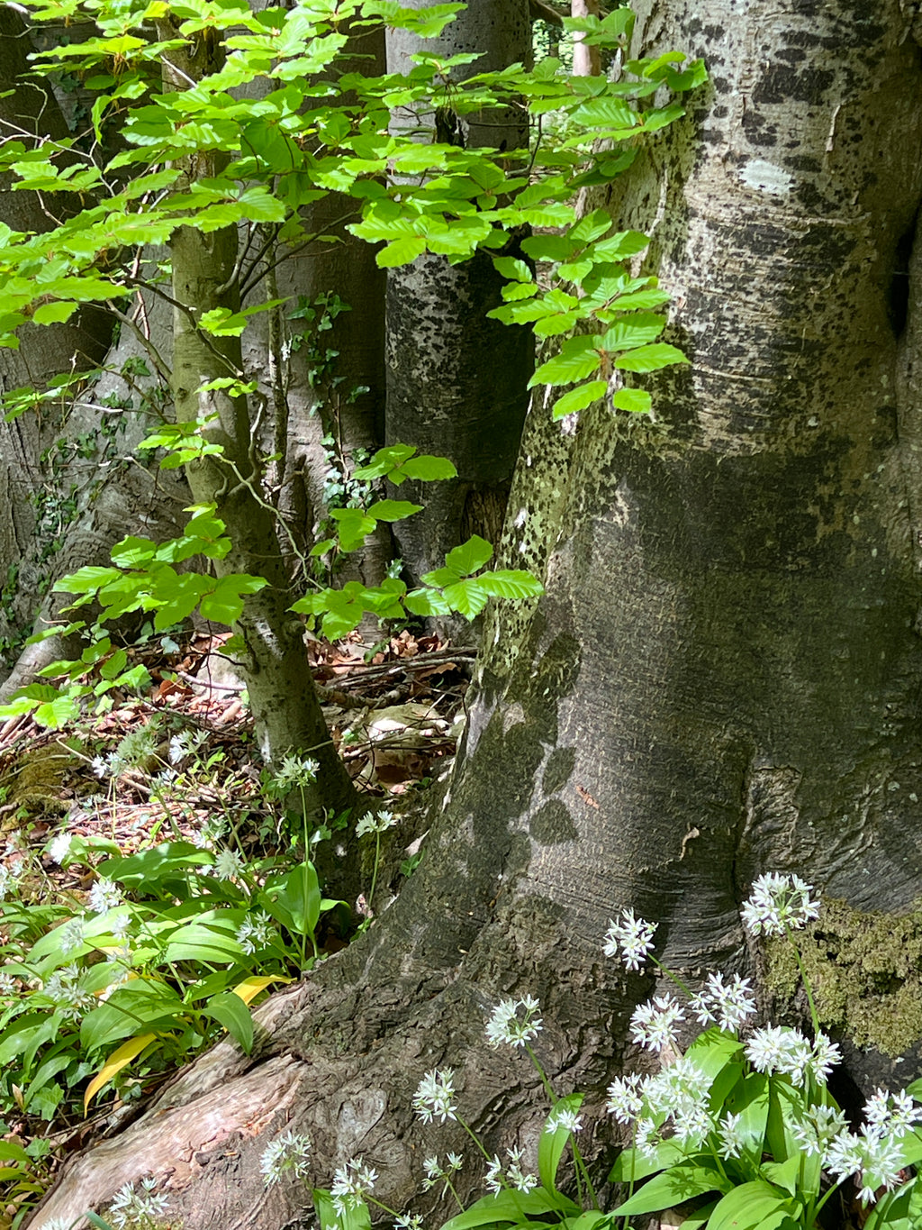 SOFT LEAVES - BEECH