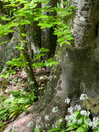 SOFT LEAVES - BEECH