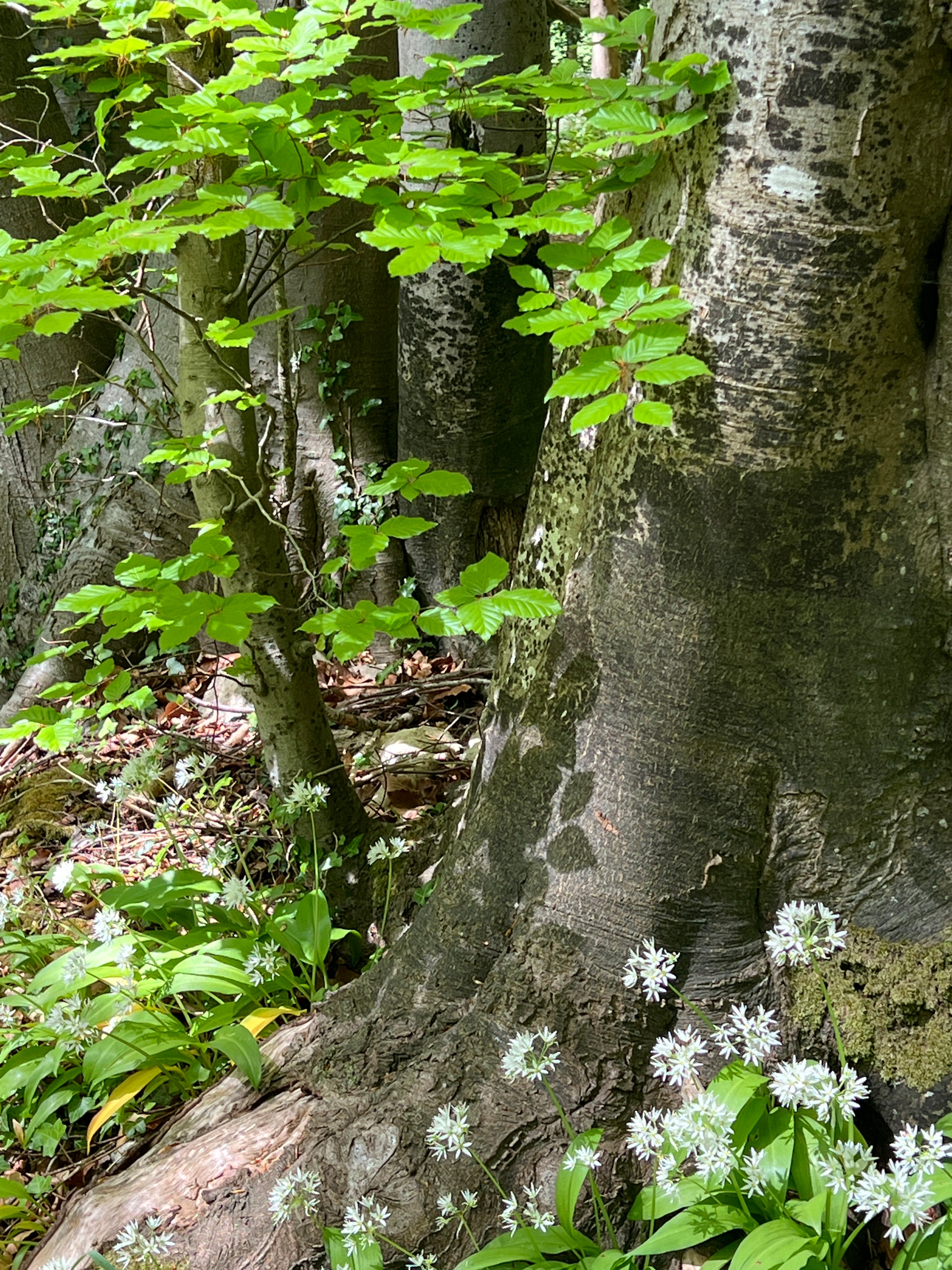 SOFT LEAVES - BEECH