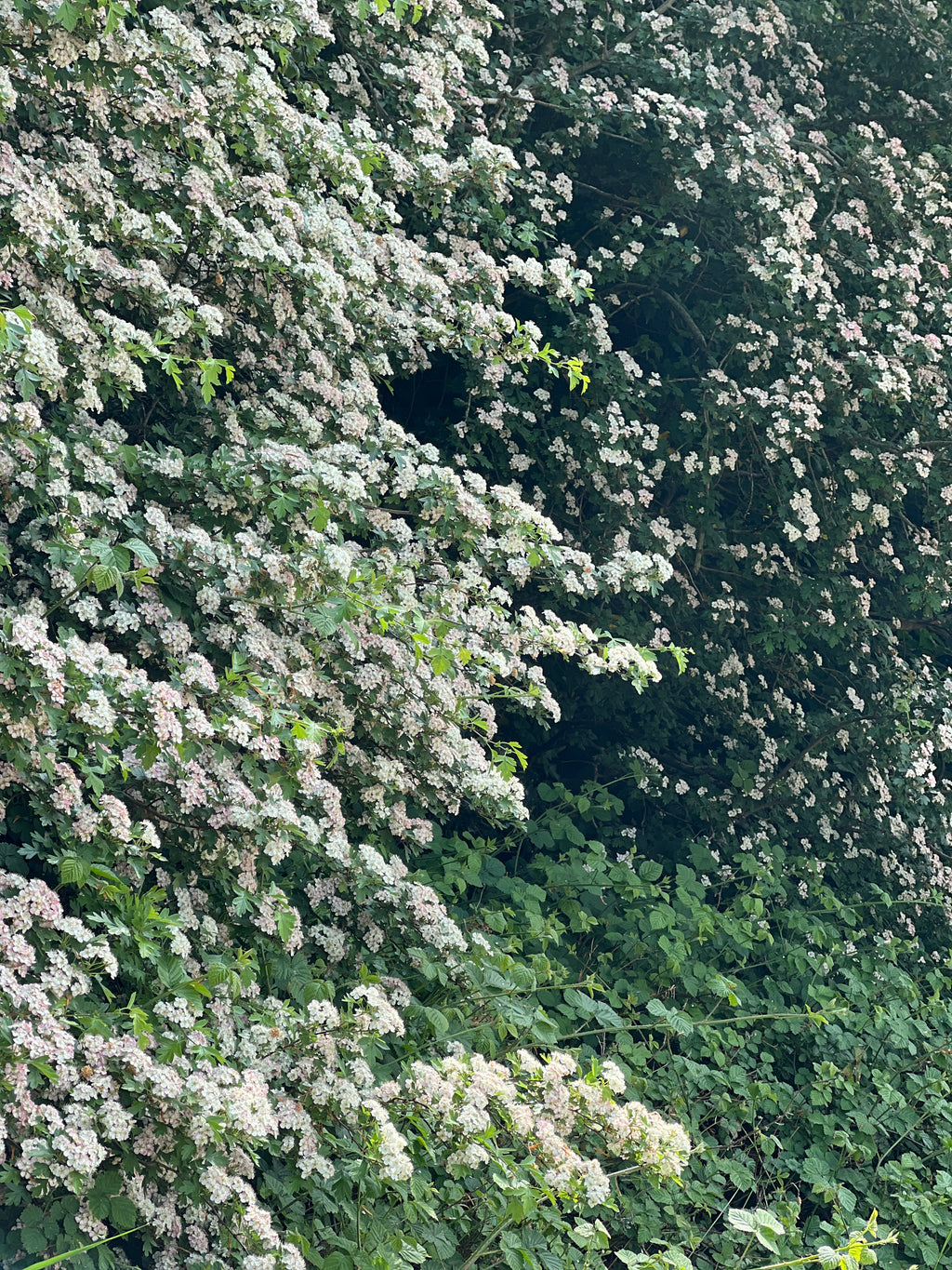 LAST OF THE HAWTHORN