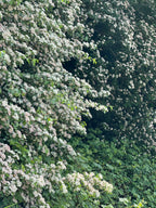 LAST OF THE HAWTHORN