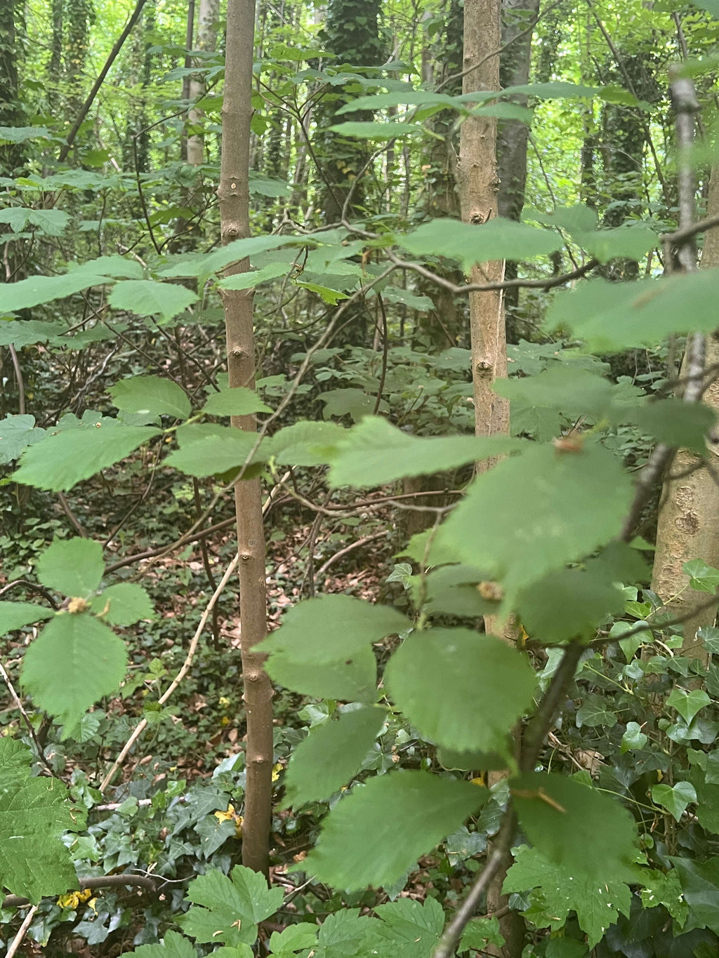 A Peaceful Elm