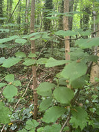 A Peaceful Elm