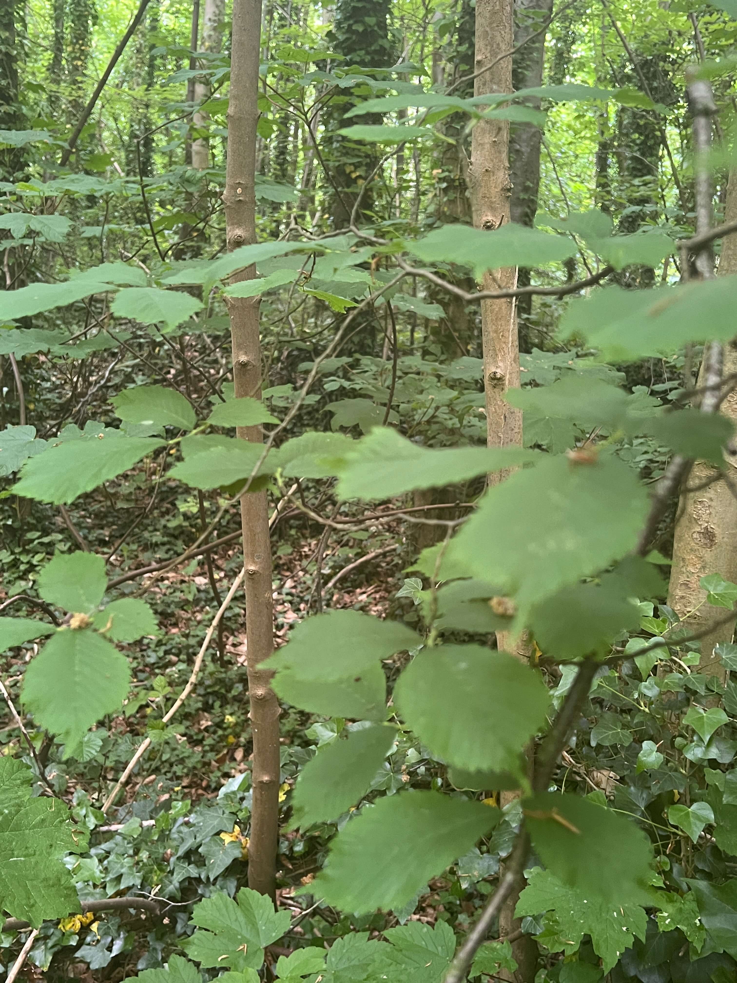 A Peaceful Elm