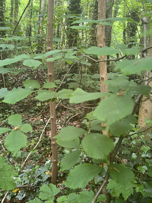A Peaceful Elm
