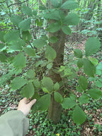 A Peaceful Elm