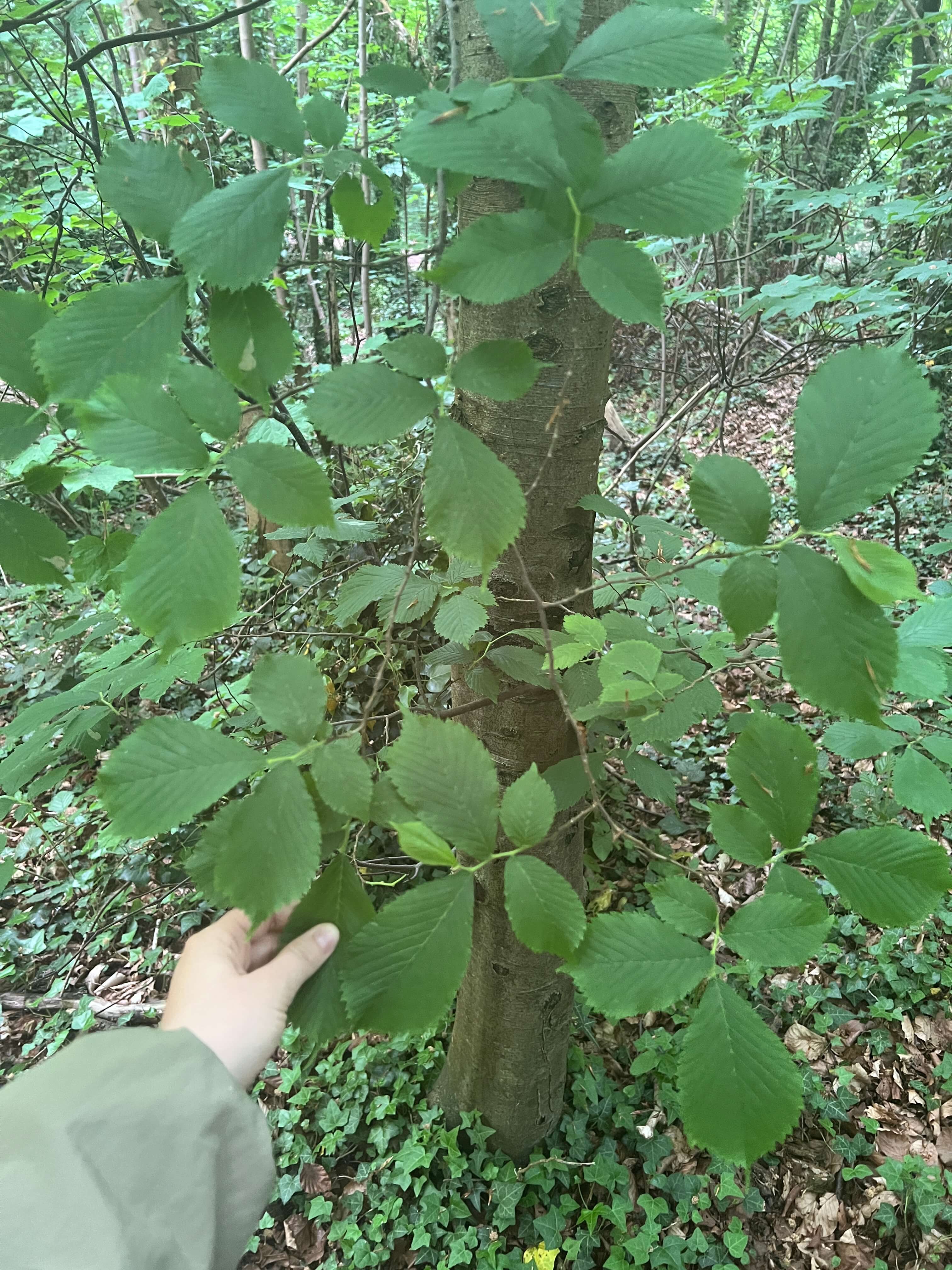 A Peaceful Elm