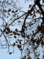 OAK IN WINTER