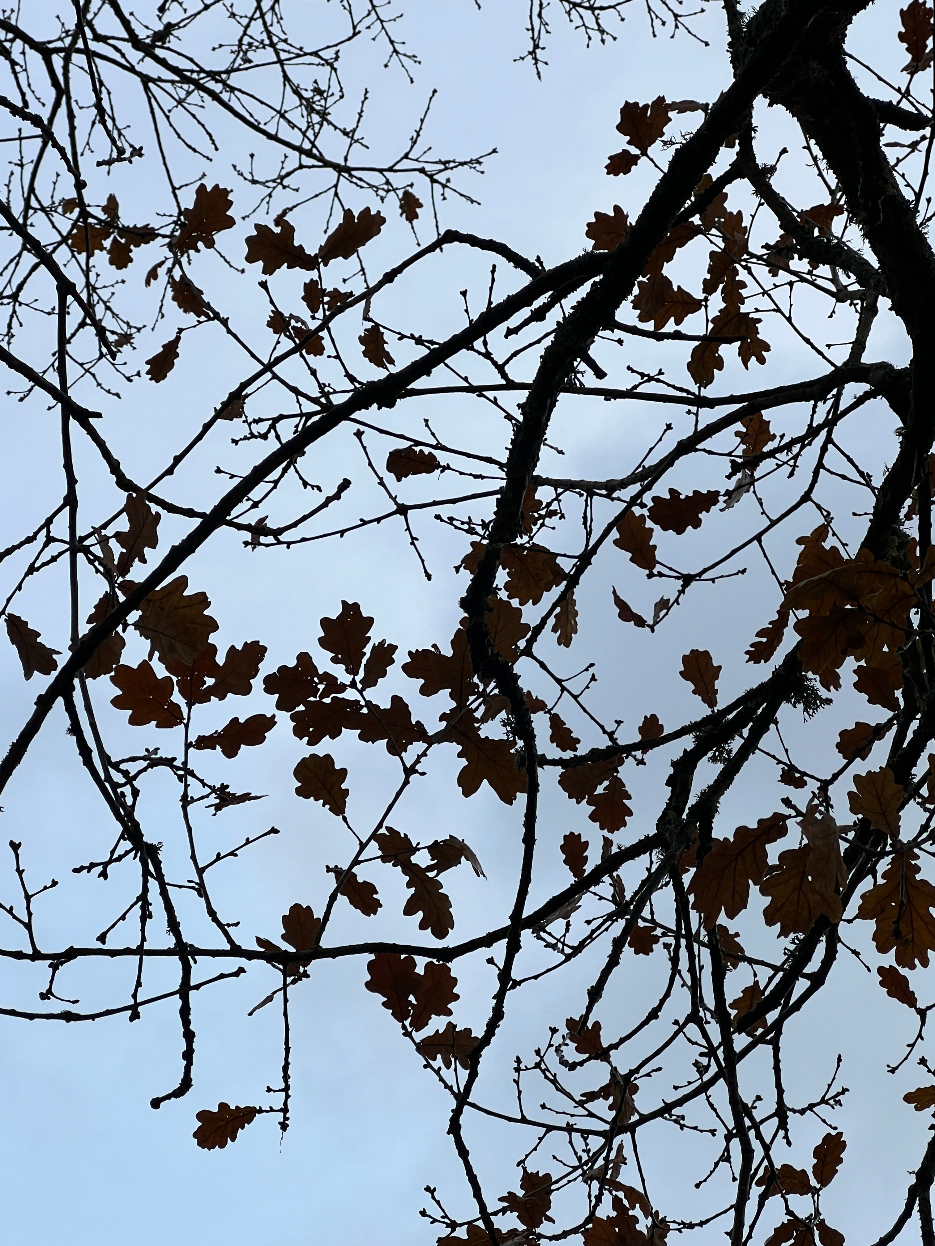 OAK IN WINTER