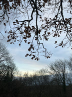 OAK IN WINTER