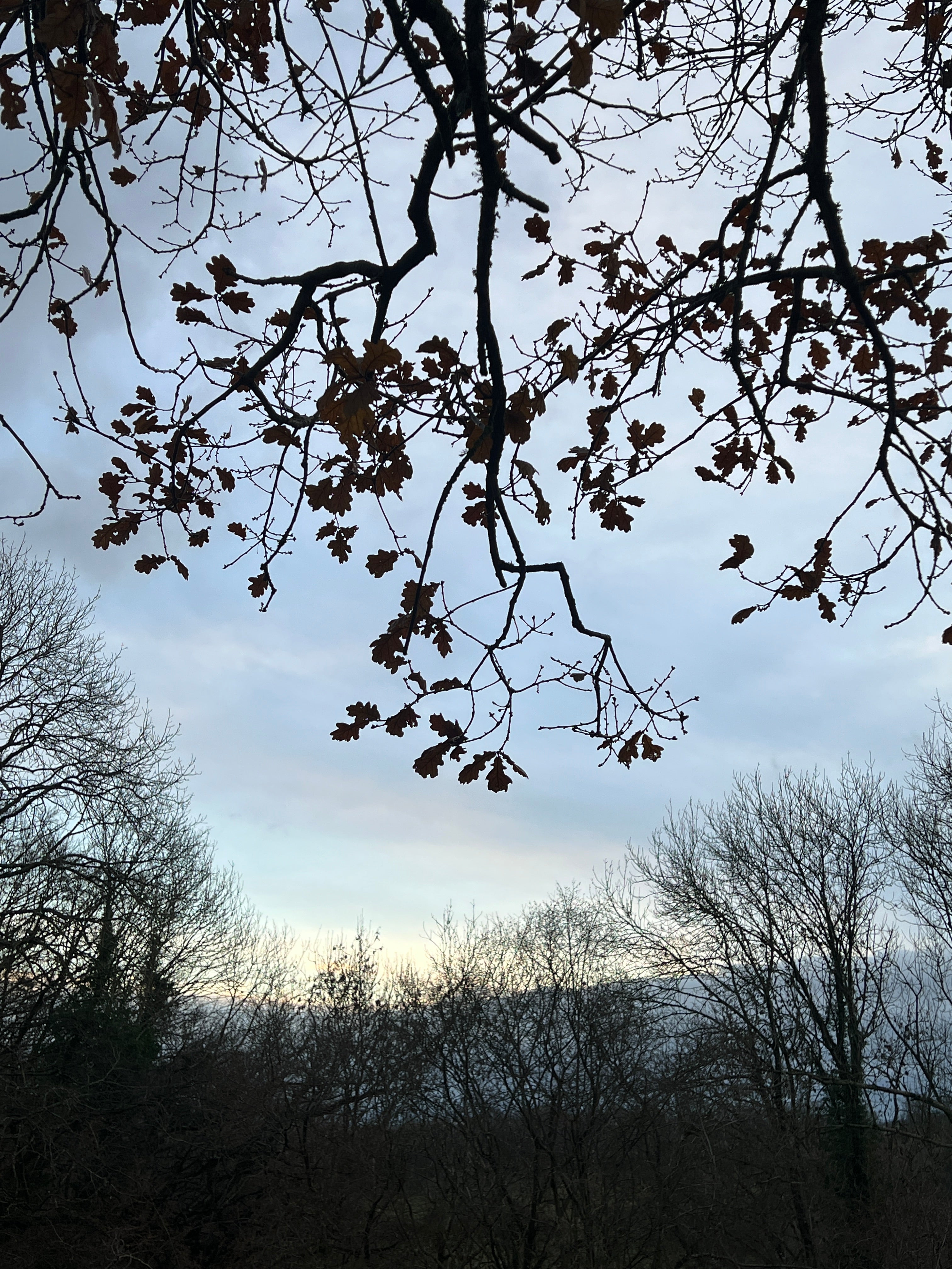OAK IN WINTER