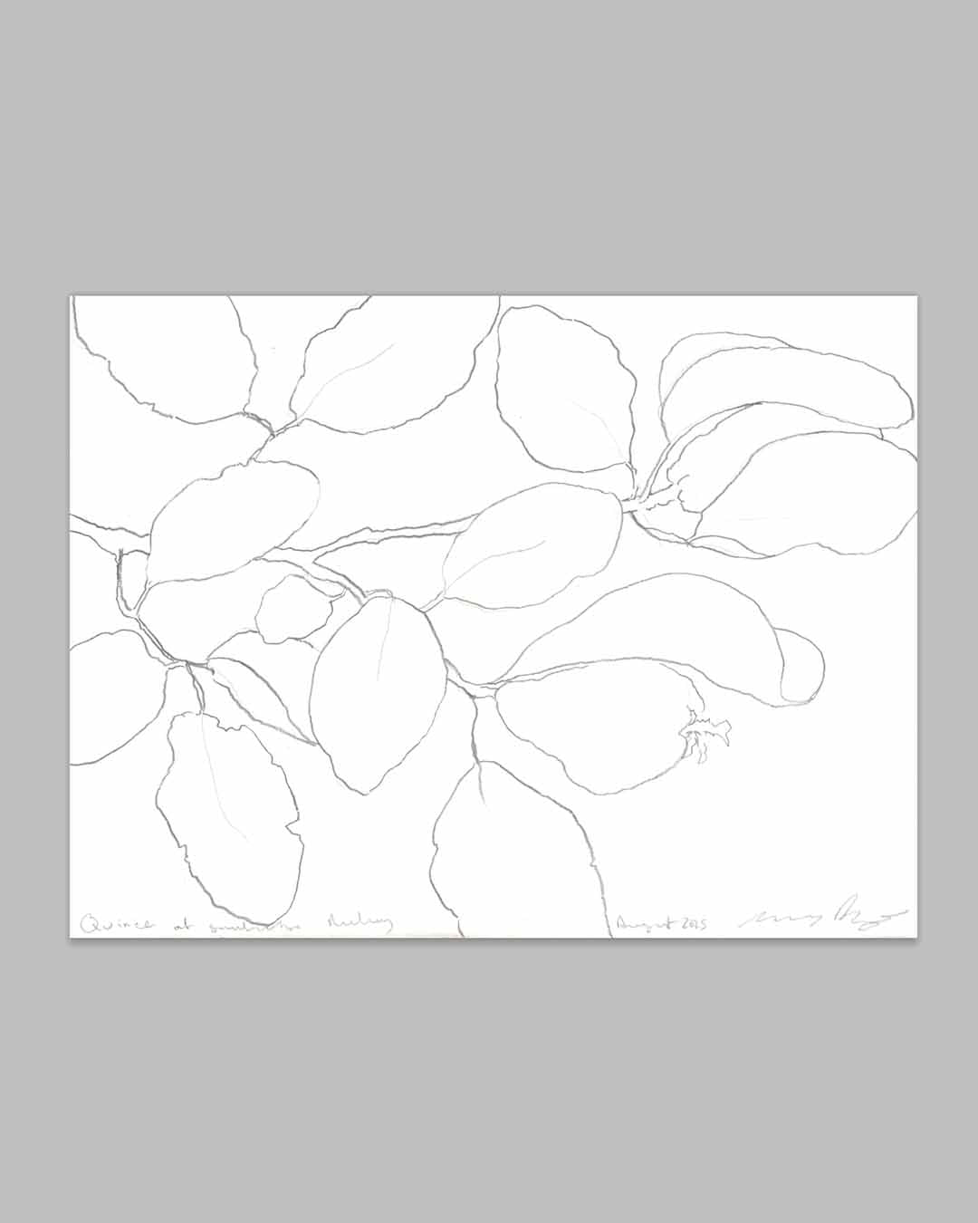 Smallcombe Nuttery — Quince, Summer, original graphite drawing on vintage Hayle Mill paper by Lucy Augé, 2025. Botanical nature artwork depicting quince, 30 × 40cm. Bath Somerset artist.