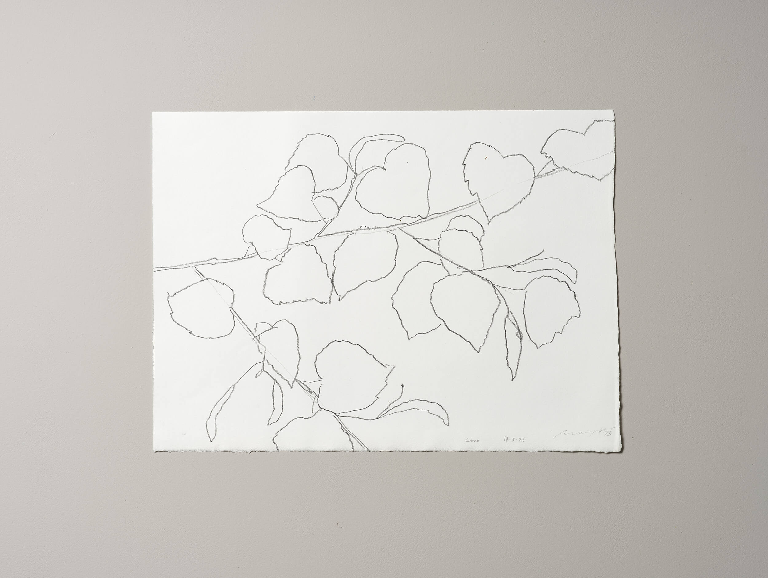 Contemporary Fine Art graphite artwork by Lucy Auge inspired by seasonal landscape observation