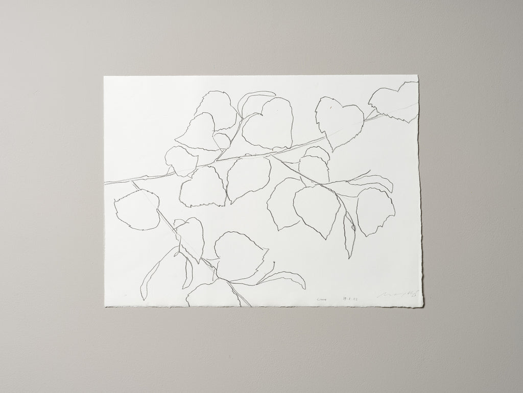 LIME LEAVES