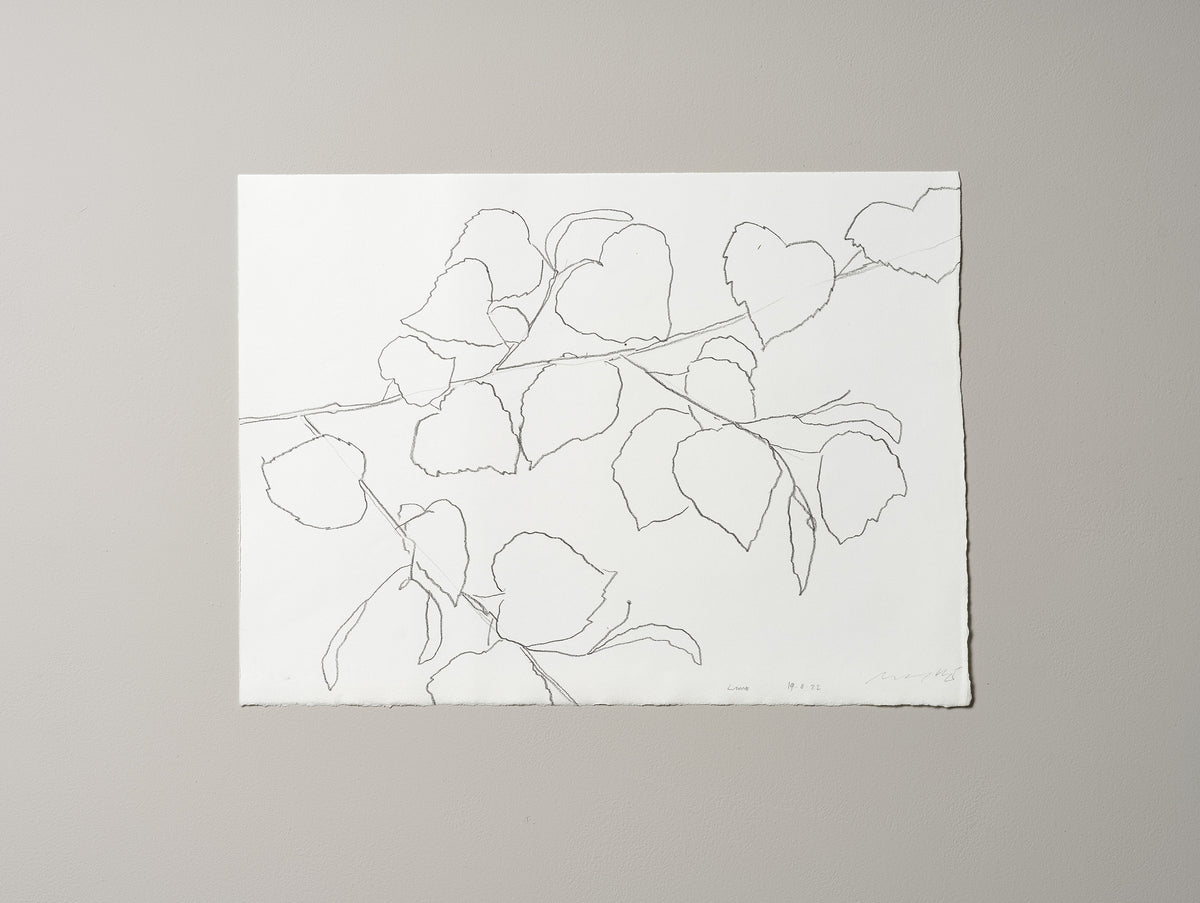 LIME LEAVES