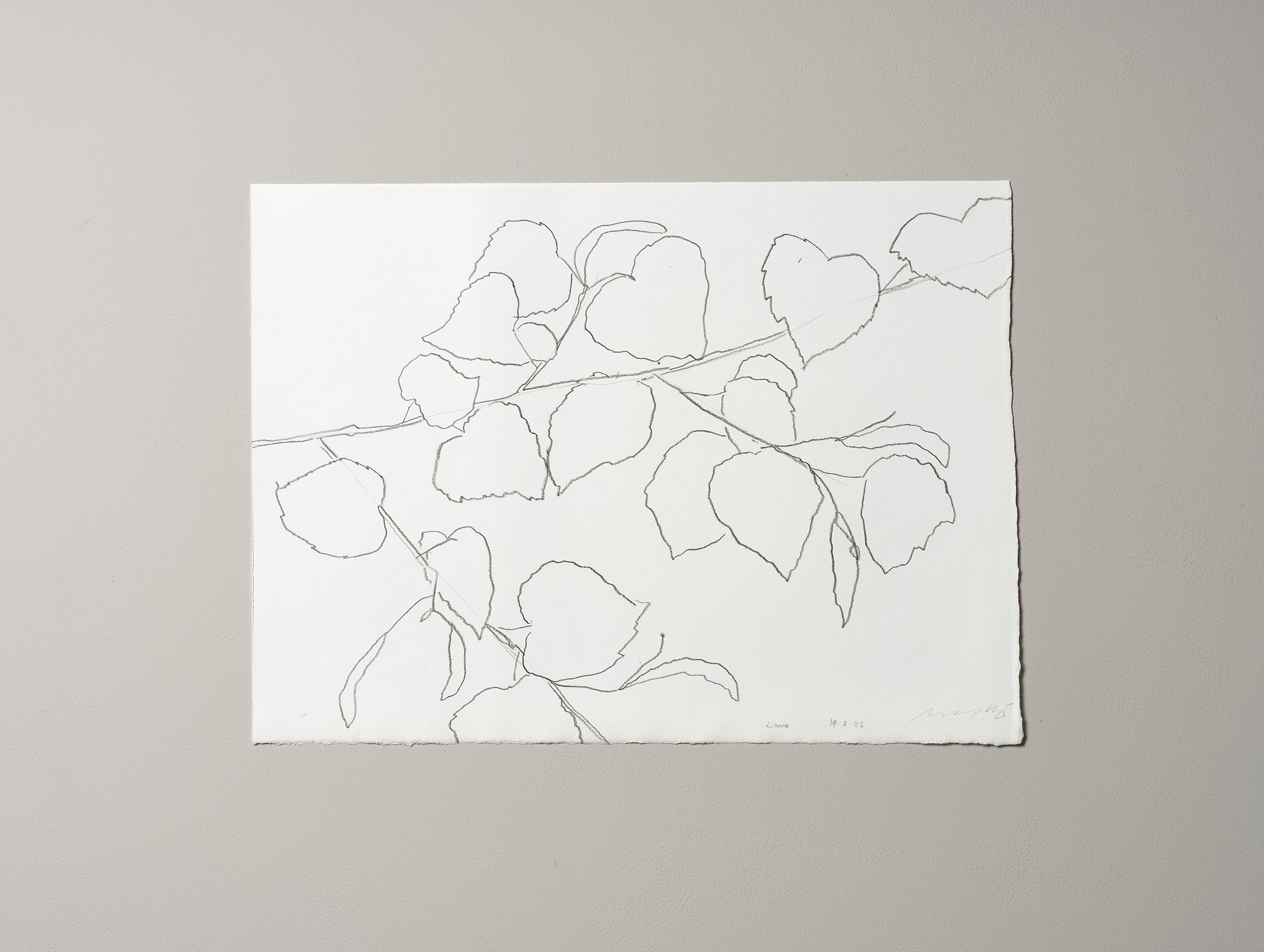 LIME LEAVES