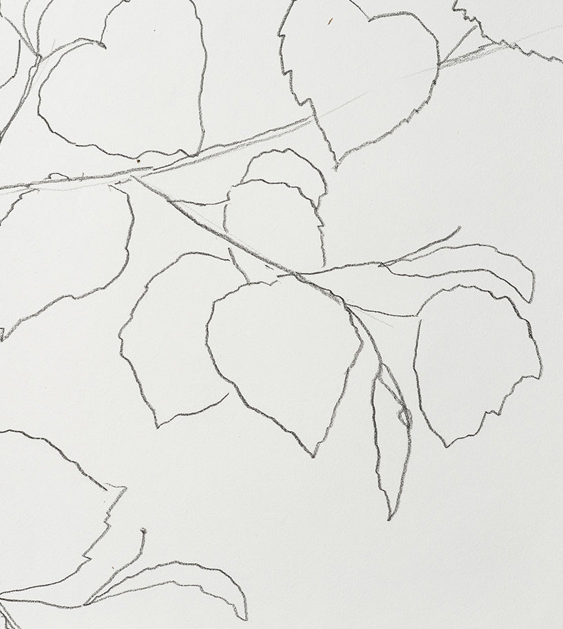 LIME LEAVES