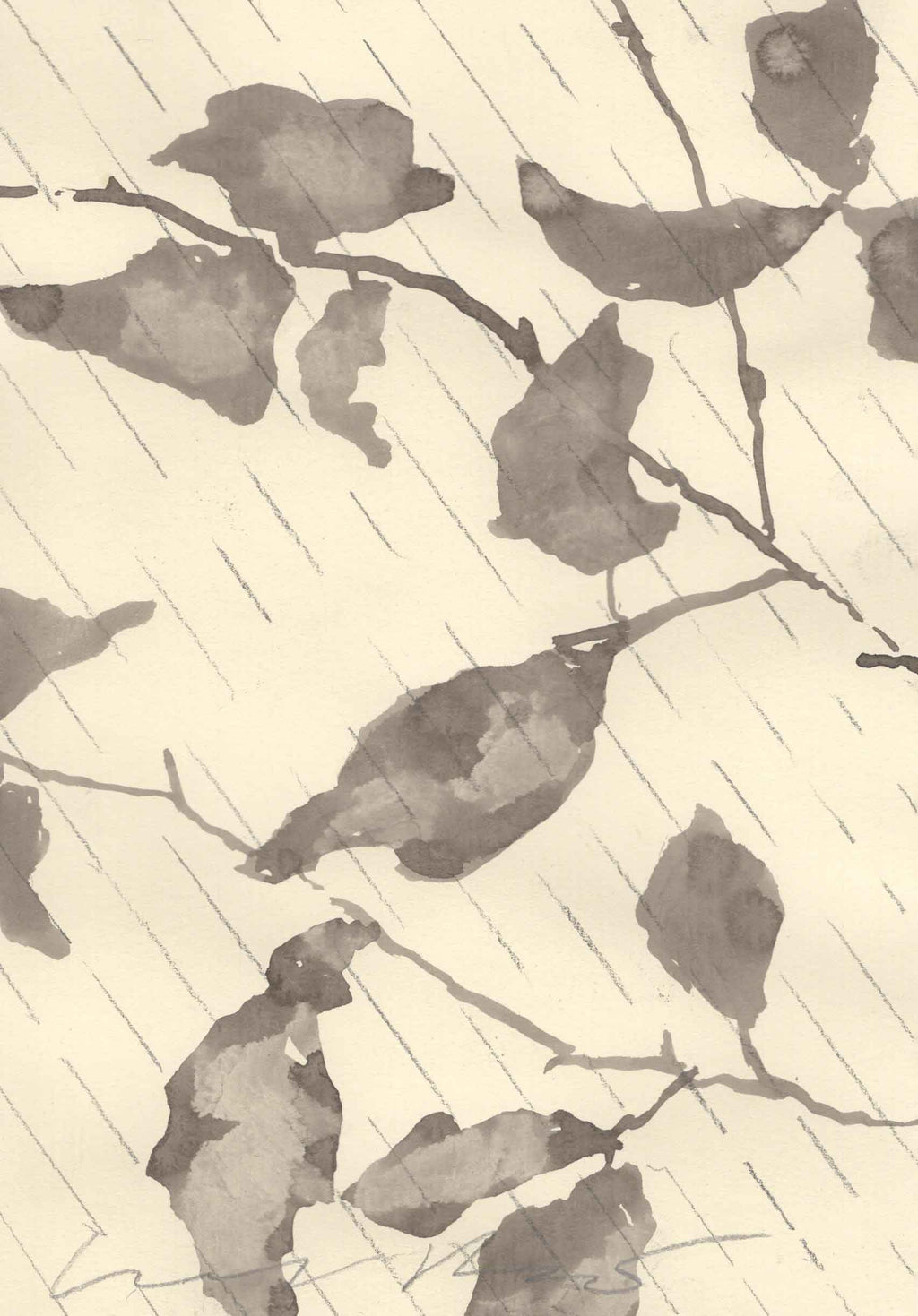BEECH IN THE WIND AND RAIN