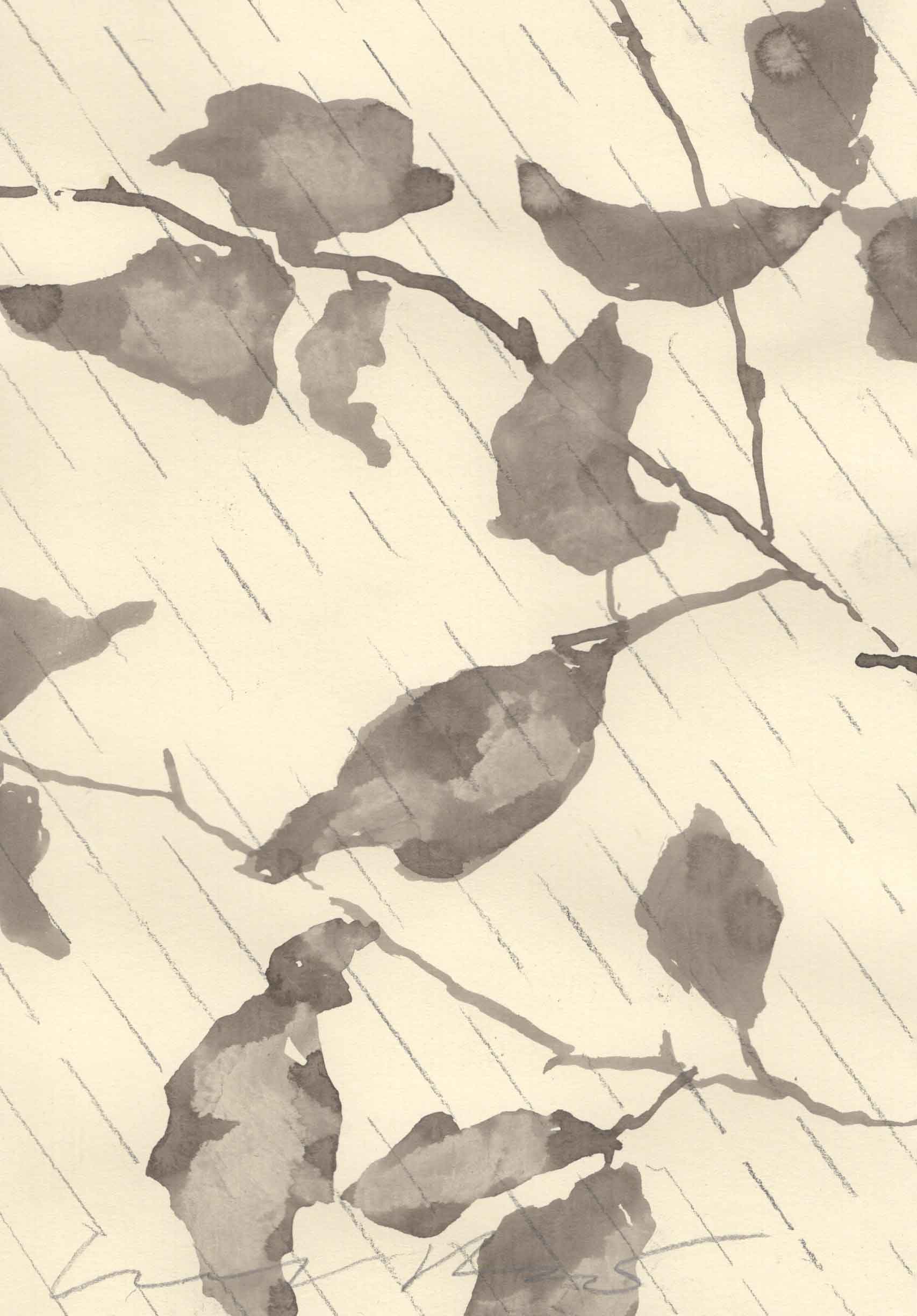 BEECH IN THE WIND AND RAIN